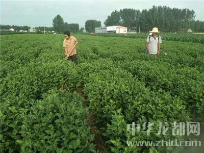 西華縣清河驛鄉 扶貧菊花香飄四方，農副產品銷售譜新篇