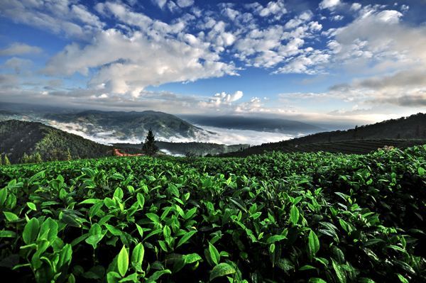 古樹(shù)茶 vs 臺(tái)地茶 一杯茶背后的生態(tài)、風(fēng)味與市場(chǎng)選擇