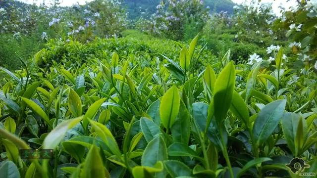 清遠擎畫茶業(yè)藍圖 英德紅茶劍指“中國紅茶第一品牌”，百萬畝產(chǎn)區(qū)蓄勢待發(fā)